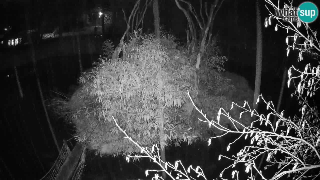 Gibón de mejillas beige Zoo Ljubljana