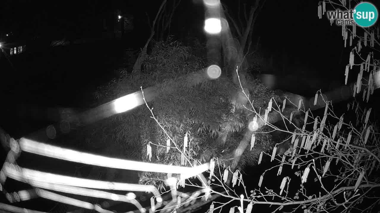 Südlicher Gelbwangen-Schopfgibbon Zoo Ljubljana webcam