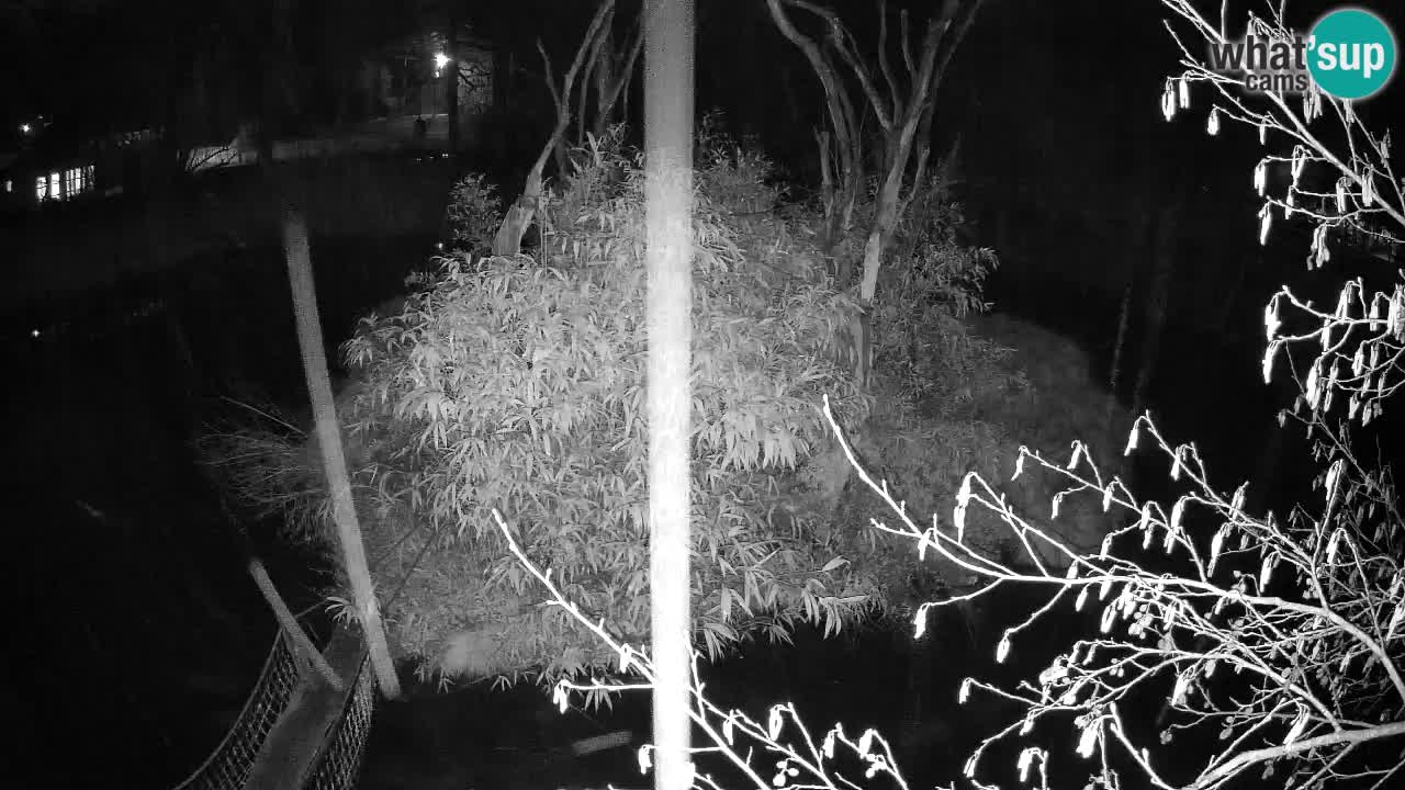 Zlatolični gibon živalski vrt Ljubljana