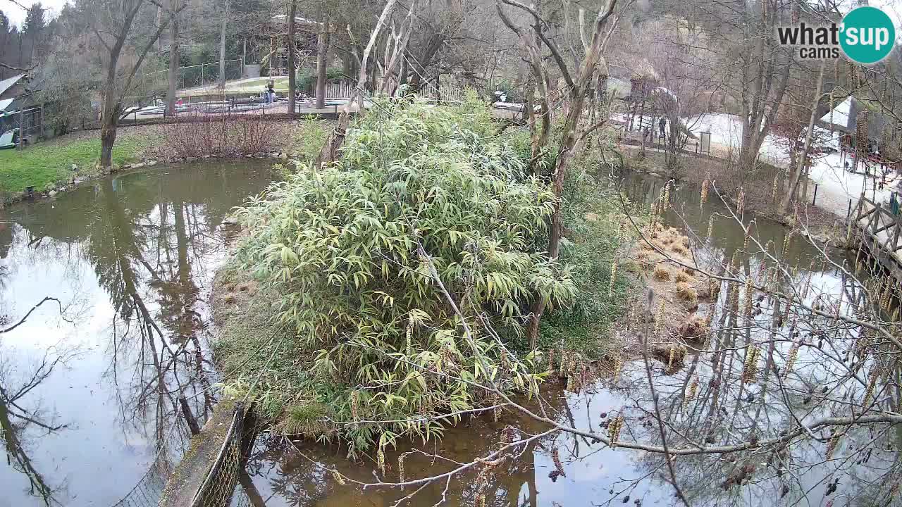 Zlatolični gibon živalski vrt Ljubljana