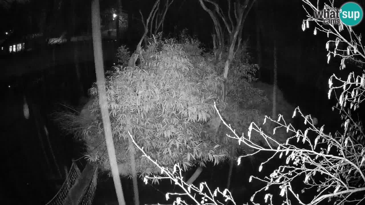 Zlatolični gibon živalski vrt Ljubljana