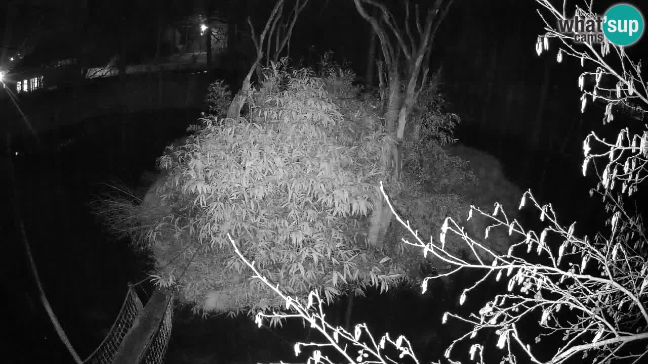 Gibbon à joues jaunes Zoo Ljubljana live cam