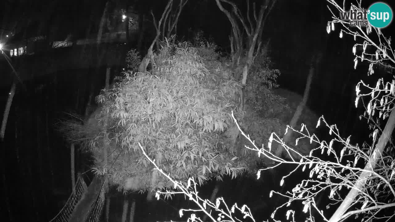 Gibon – Nomascus gabriellae – Zoo Ljubljana web kamera