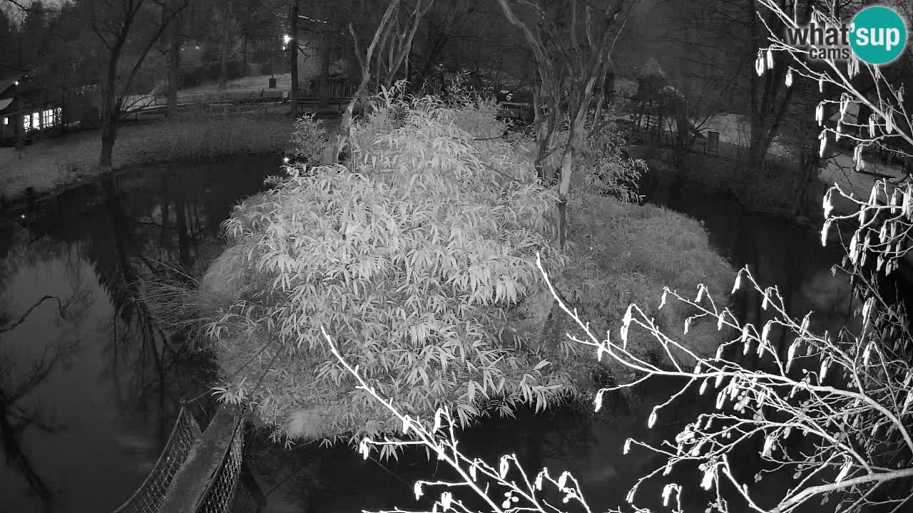 Yellow-cheeked gibbon Zoo Ljubljana livecam