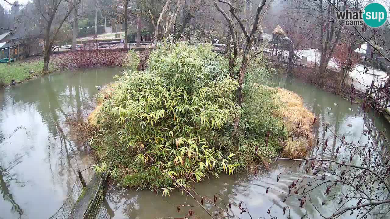 Yellow-cheeked gibbon Zoo Ljubljana livecam