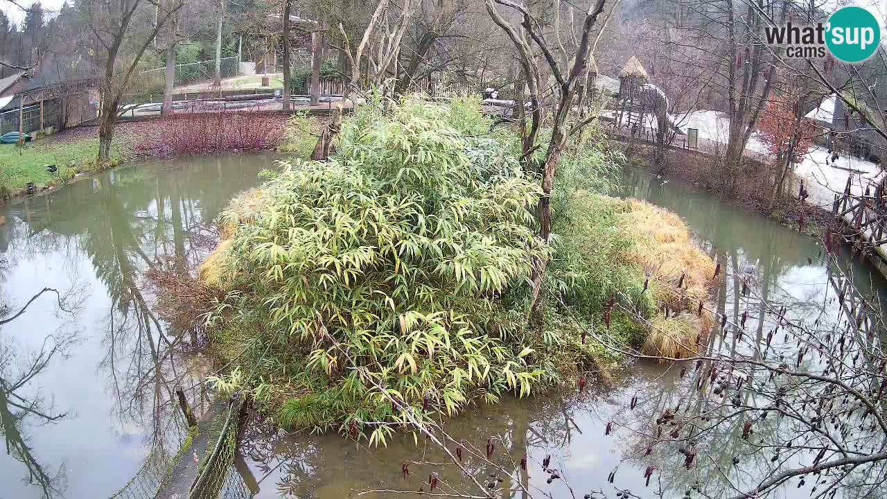 Zlatolični gibon živalski vrt Ljubljana