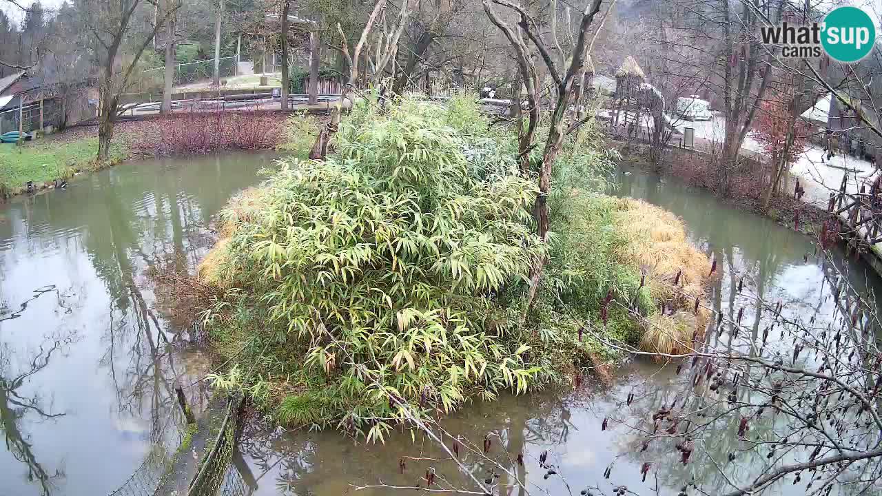 Yellow-cheeked gibbon Zoo Ljubljana livecam
