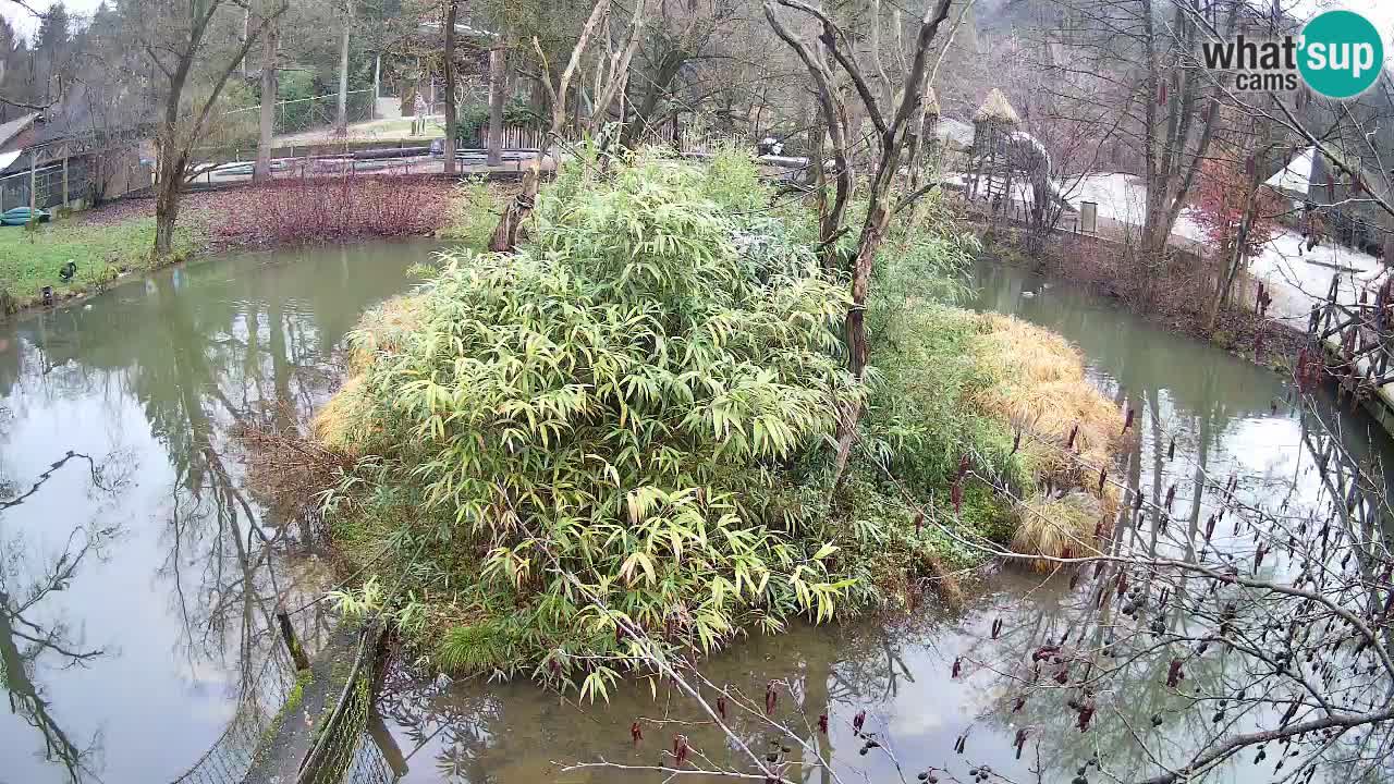 Yellow-cheeked gibbon Zoo Ljubljana livecam