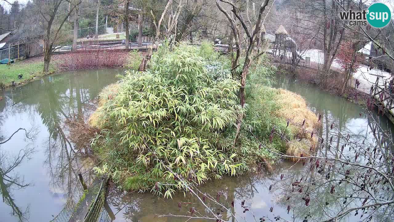 Südlicher Gelbwangen-Schopfgibbon Zoo Ljubljana webcam