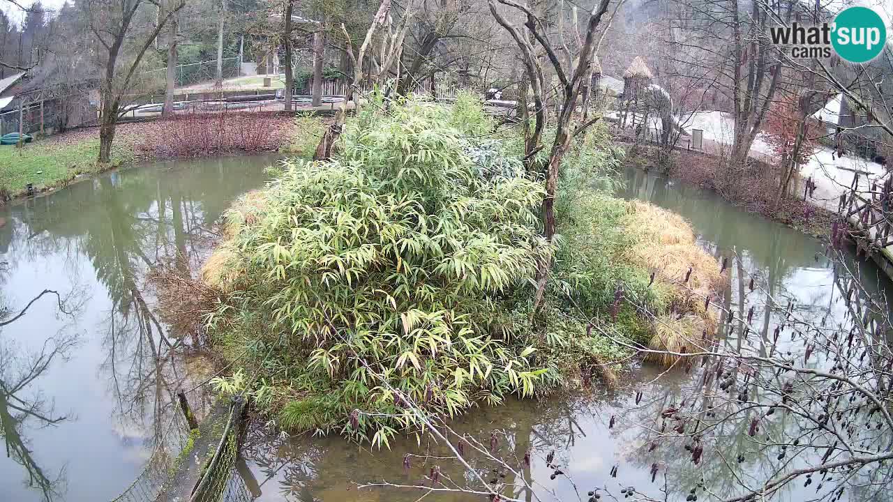 Südlicher Gelbwangen-Schopfgibbon Zoo Ljubljana webcam
