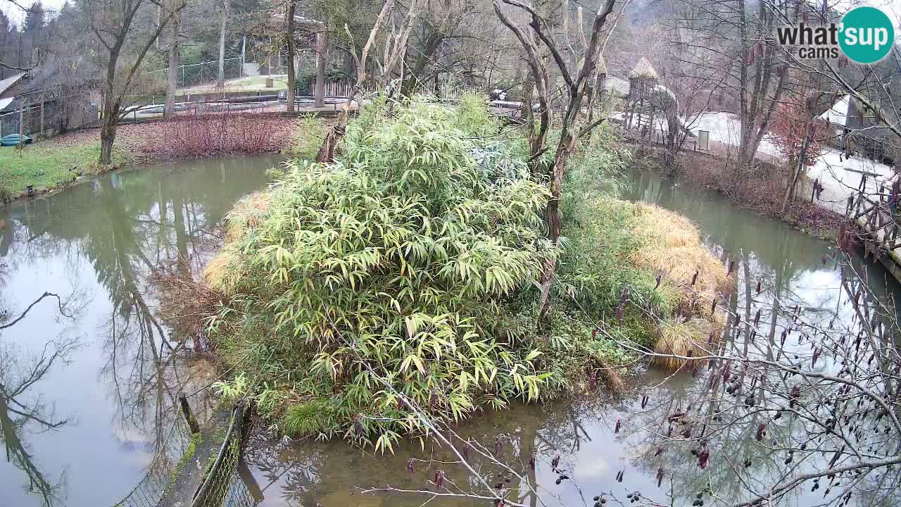Gibbon à joues jaunes Zoo Ljubljana live cam