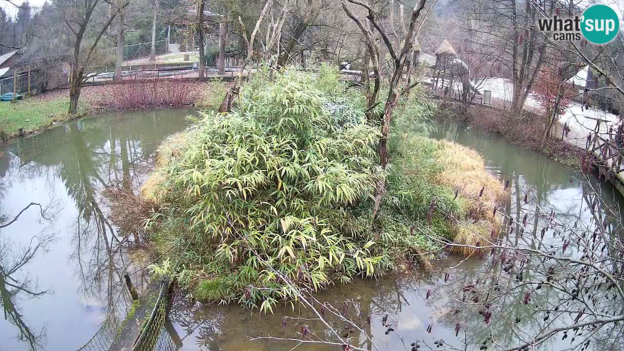 Yellow-cheeked gibbon Zoo Ljubljana livecam