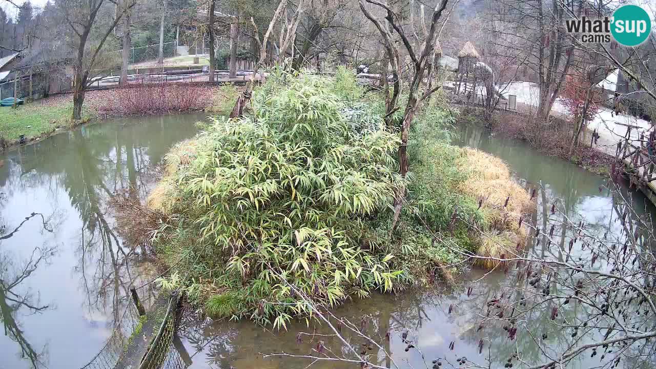 Südlicher Gelbwangen-Schopfgibbon Zoo Ljubljana webcam