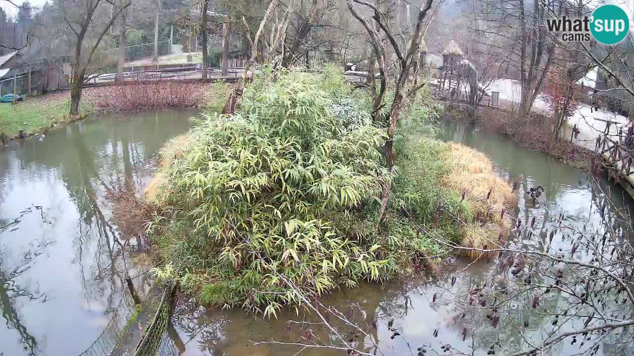 Zlatolični gibon živalski vrt Ljubljana