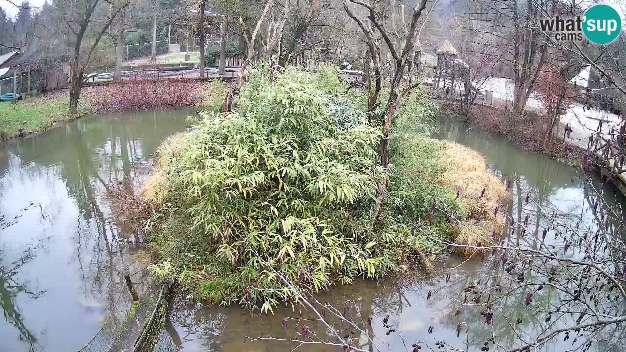 Gibbone dalle guance rosa nello ZOO di Ljubljana