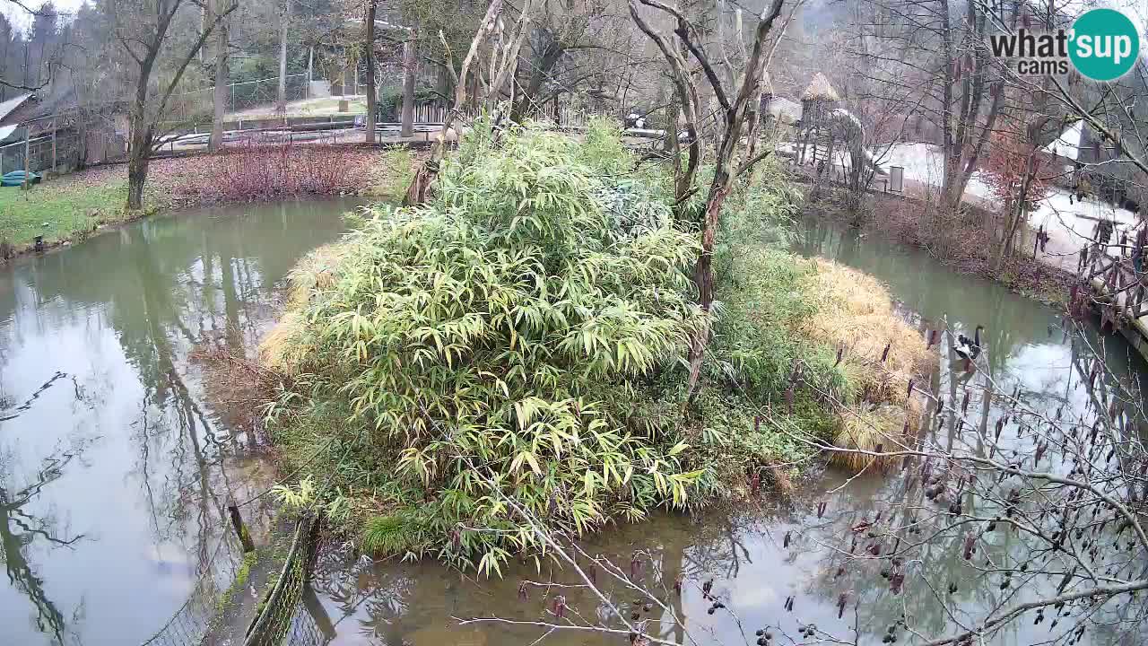 Zlatolični gibon živalski vrt Ljubljana