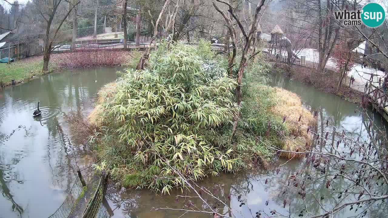 Yellow-cheeked gibbon Zoo Ljubljana livecam