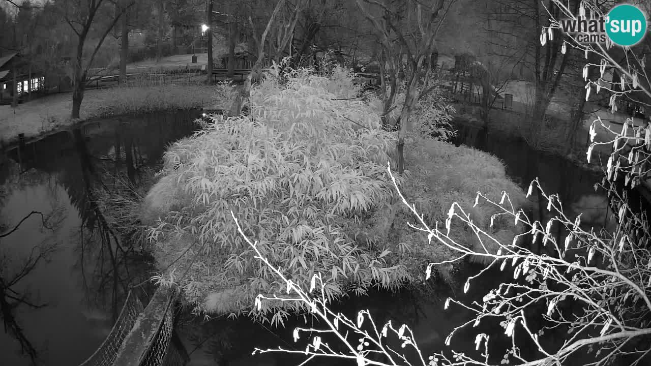 Yellow-cheeked gibbon Zoo Ljubljana livecam