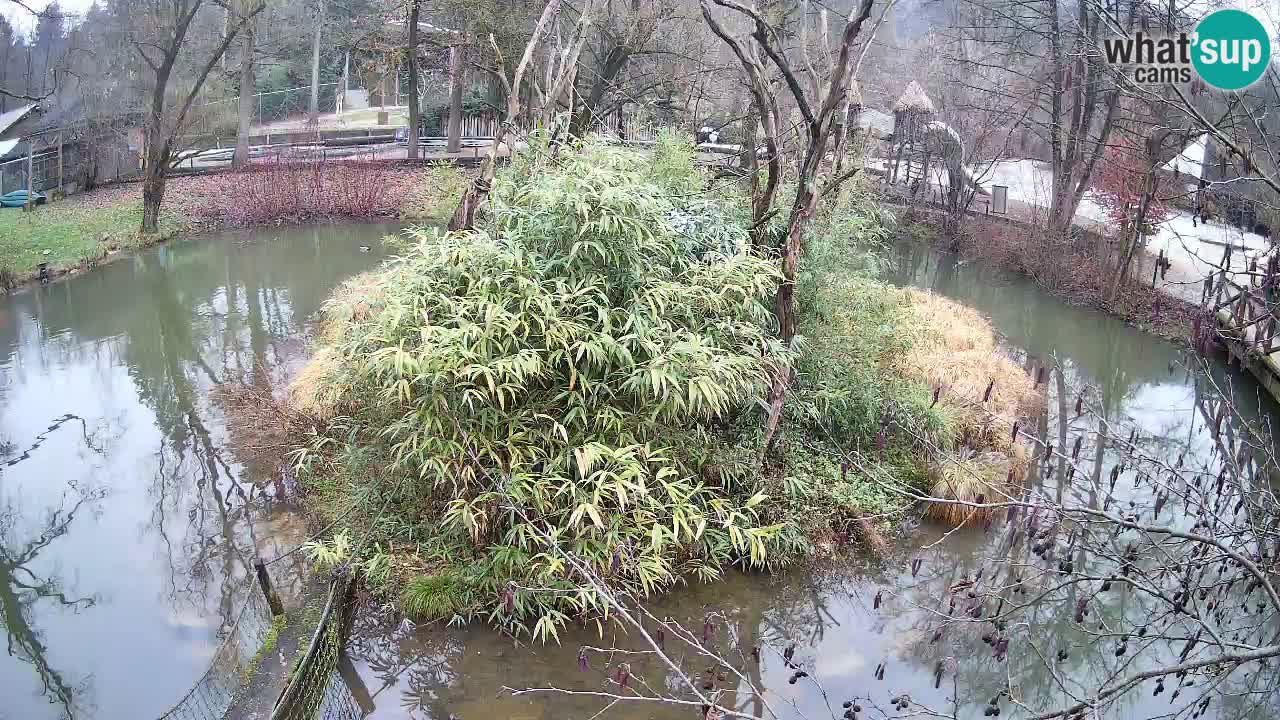 Gibbon à joues jaunes Zoo Ljubljana live cam