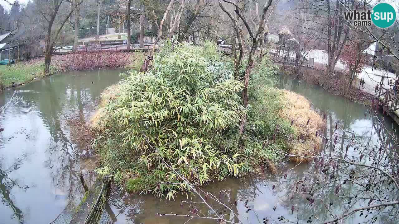 Yellow-cheeked gibbon Zoo Ljubljana livecam