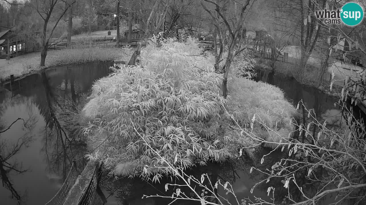 Gibón de mejillas beige Zoo Ljubljana