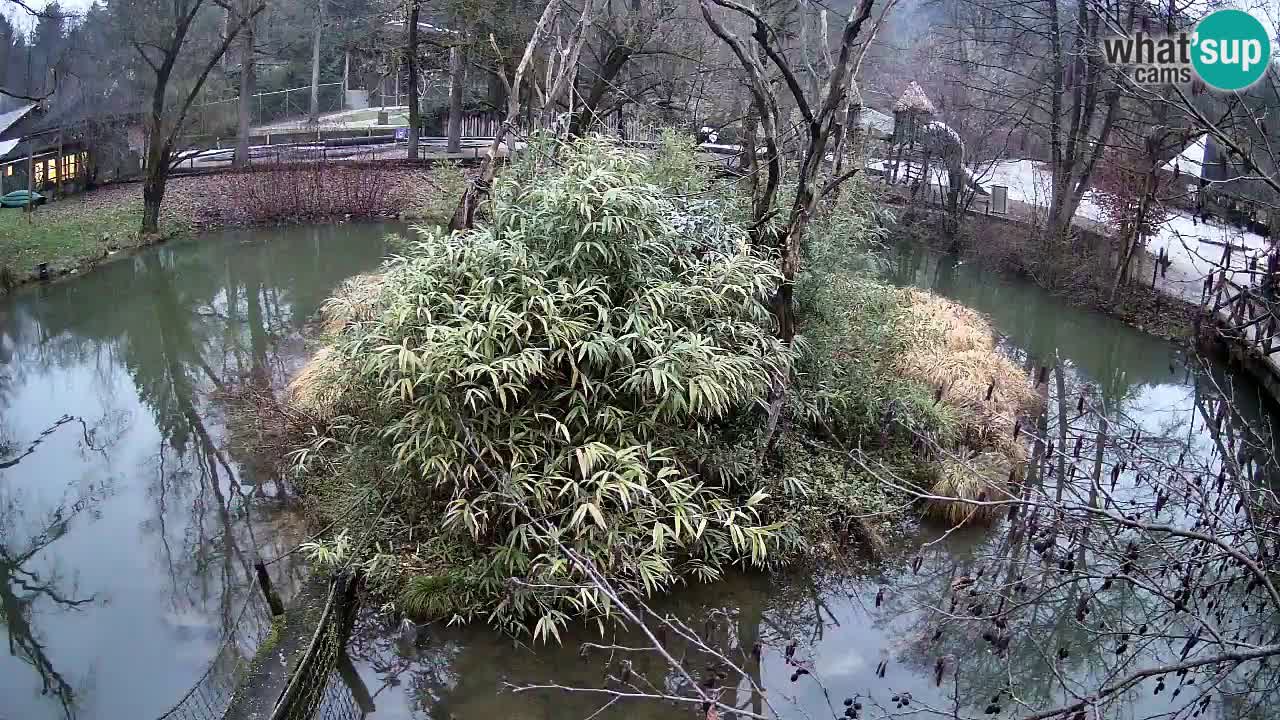 Gibbon à joues jaunes Zoo Ljubljana live cam