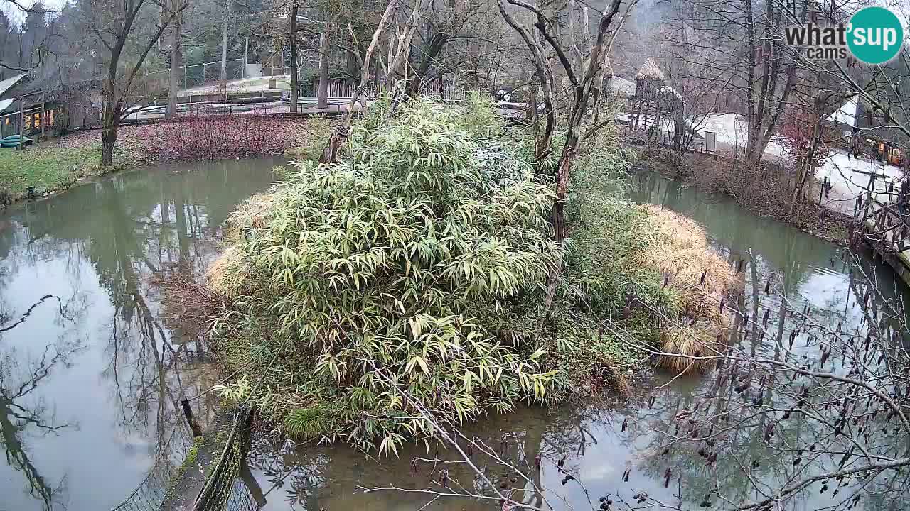 Yellow-cheeked gibbon Zoo Ljubljana livecam