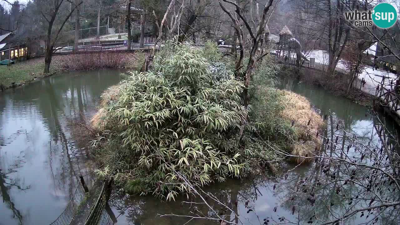 Südlicher Gelbwangen-Schopfgibbon Zoo Ljubljana webcam