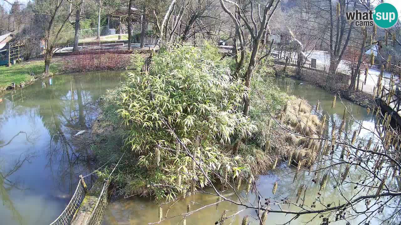 Zlatolični gibon živalski vrt Ljubljana