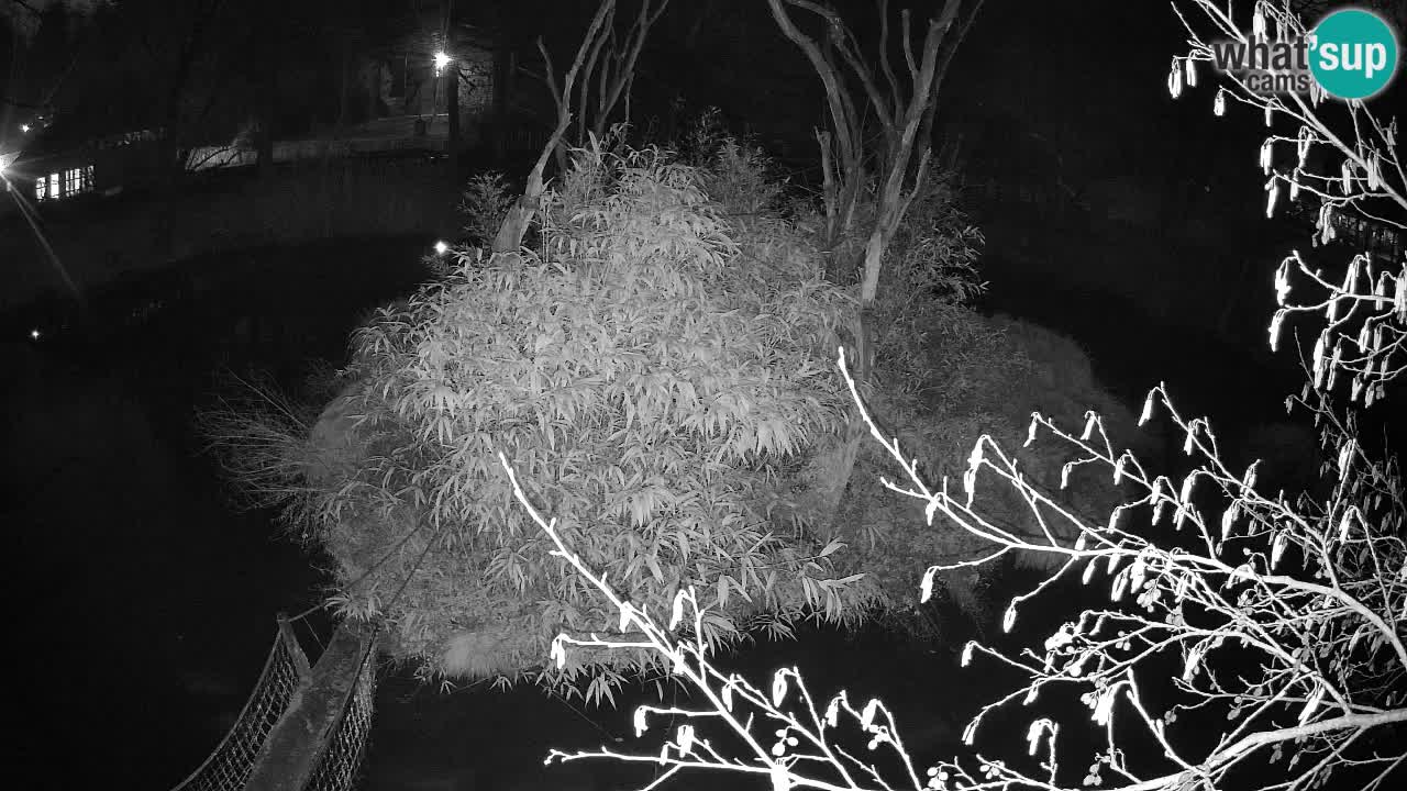 Südlicher Gelbwangen-Schopfgibbon Zoo Ljubljana webcam