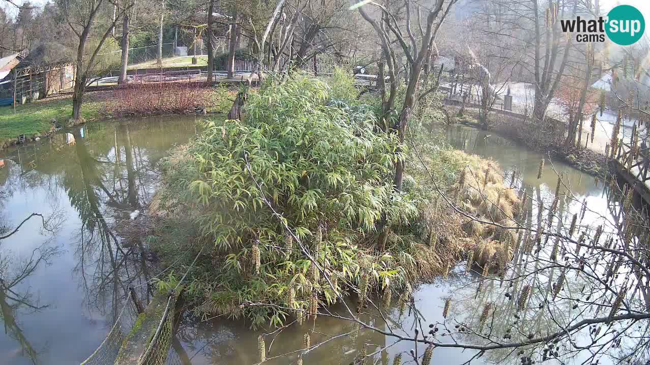 Gibón de mejillas beige Zoo Ljubljana
