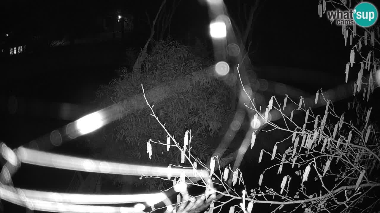 Yellow-cheeked gibbon Zoo Ljubljana livecam