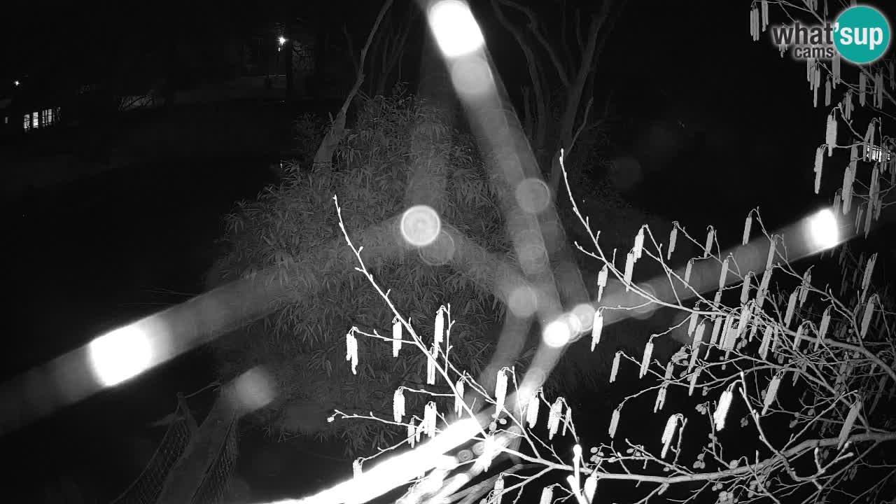 Gibbone dalle guance rosa nello ZOO di Ljubljana