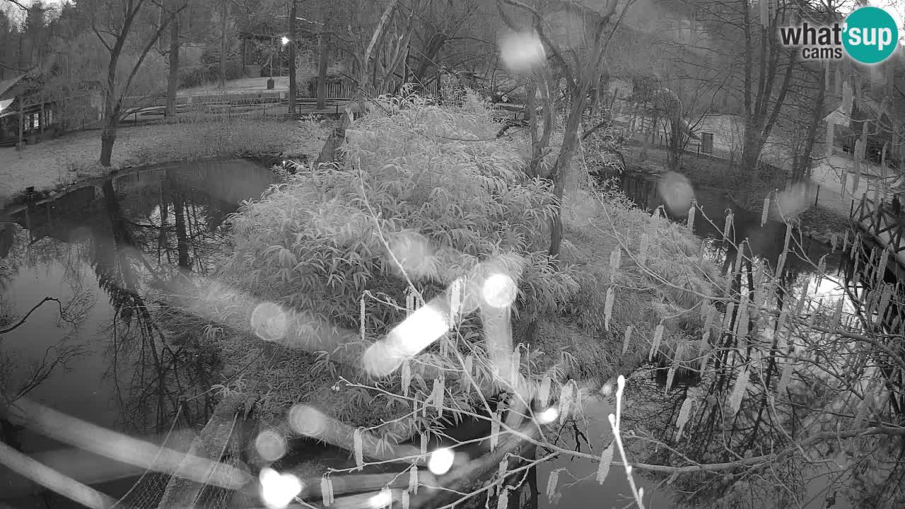 Gibon – Nomascus gabriellae – Zoo Ljubljana web kamera