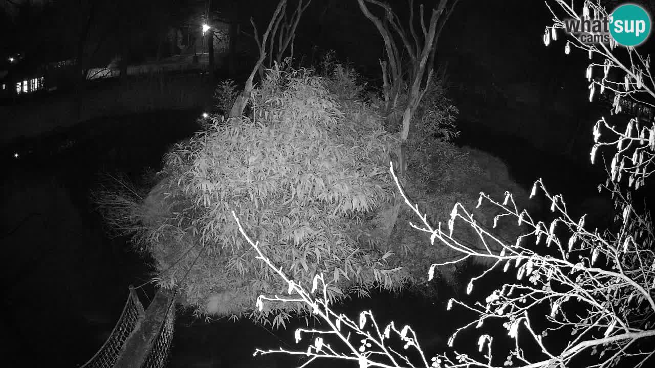 Gibbon à joues jaunes Zoo Ljubljana live cam