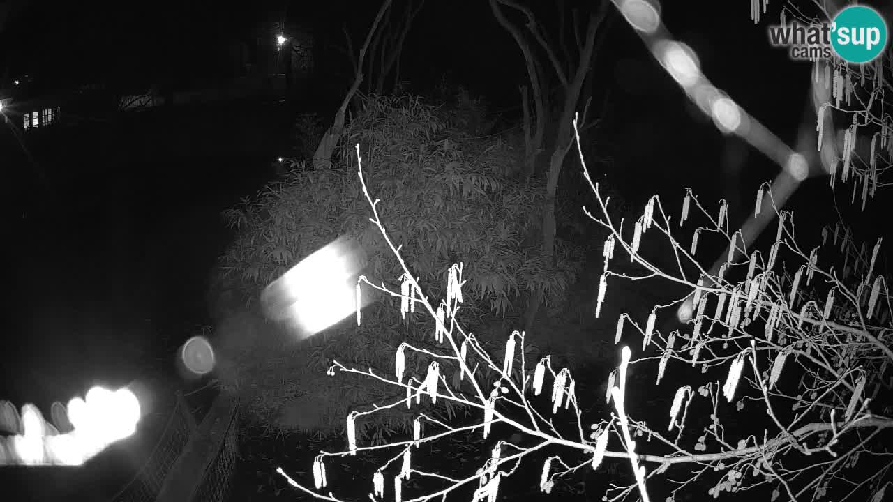 Zlatolični gibon živalski vrt Ljubljana