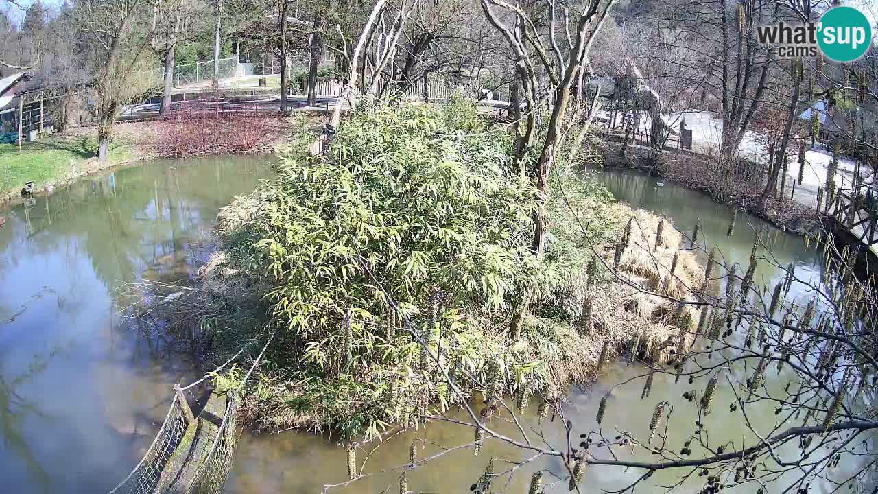 Südlicher Gelbwangen-Schopfgibbon Zoo Ljubljana webcam