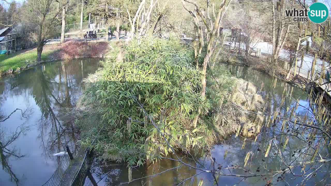 Gibon – Nomascus gabriellae – Zoo Ljubljana web kamera