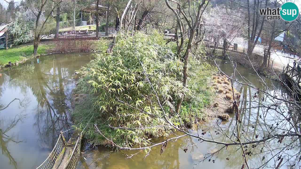Südlicher Gelbwangen-Schopfgibbon Zoo Ljubljana webcam