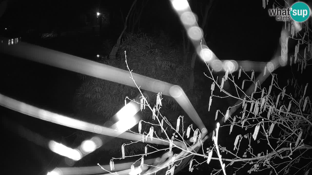 Gibon – Nomascus gabriellae – Zoo Ljubljana web kamera