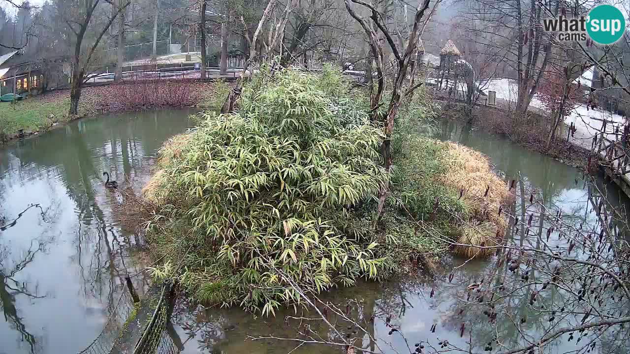 Yellow-cheeked gibbon Zoo Ljubljana livecam