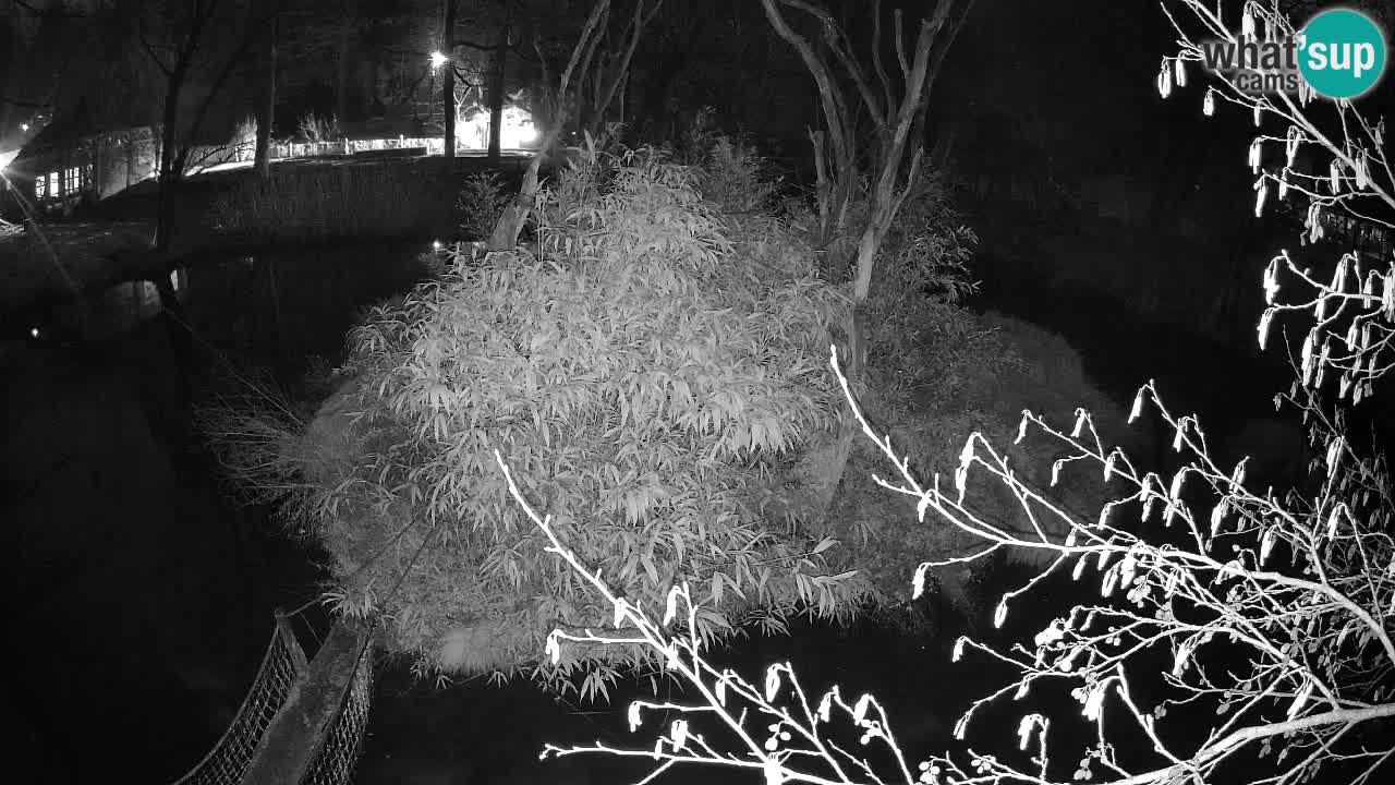 Yellow-cheeked gibbon Zoo Ljubljana livecam