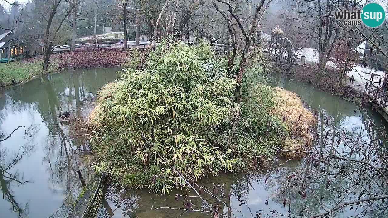 Gibbon à joues jaunes Zoo Ljubljana live cam