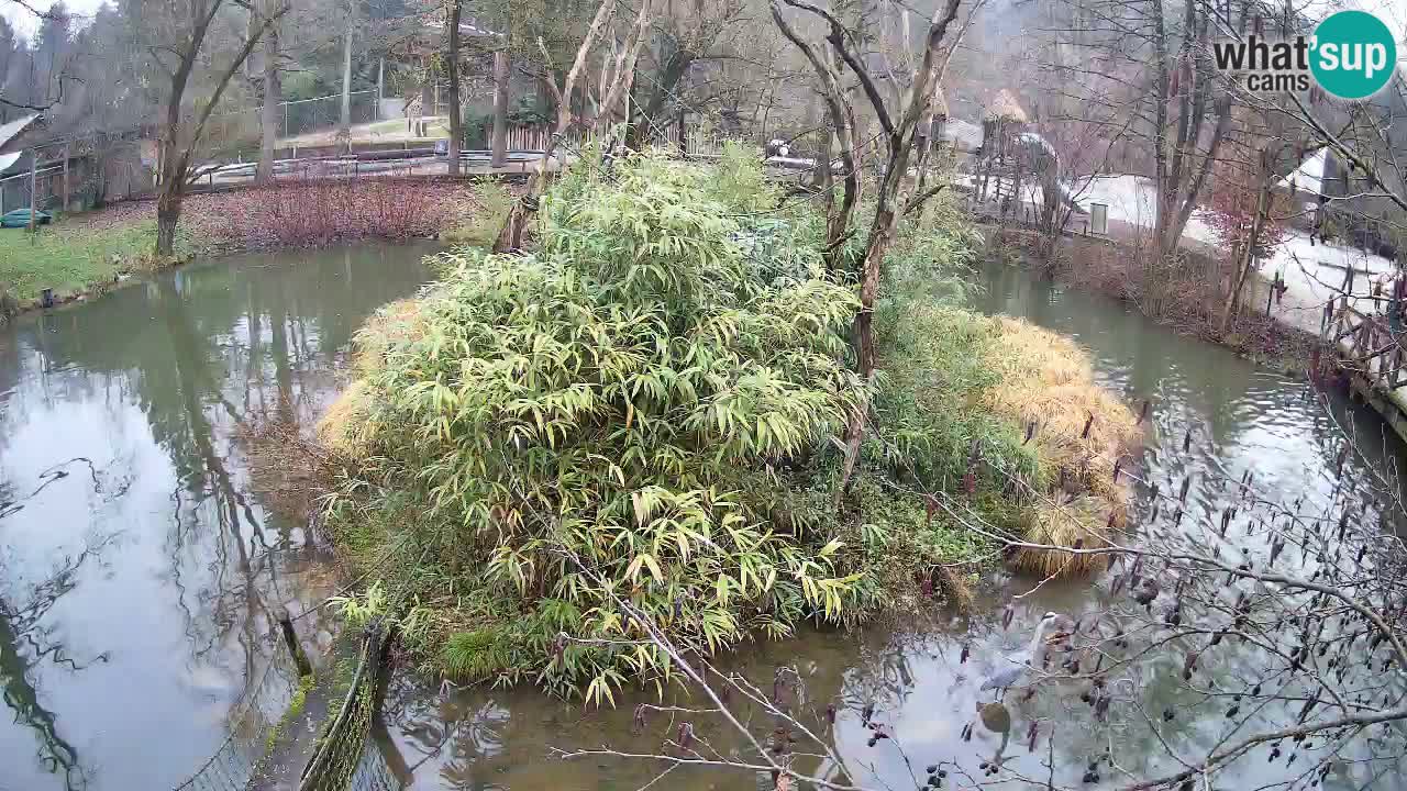 Südlicher Gelbwangen-Schopfgibbon Zoo Ljubljana webcam