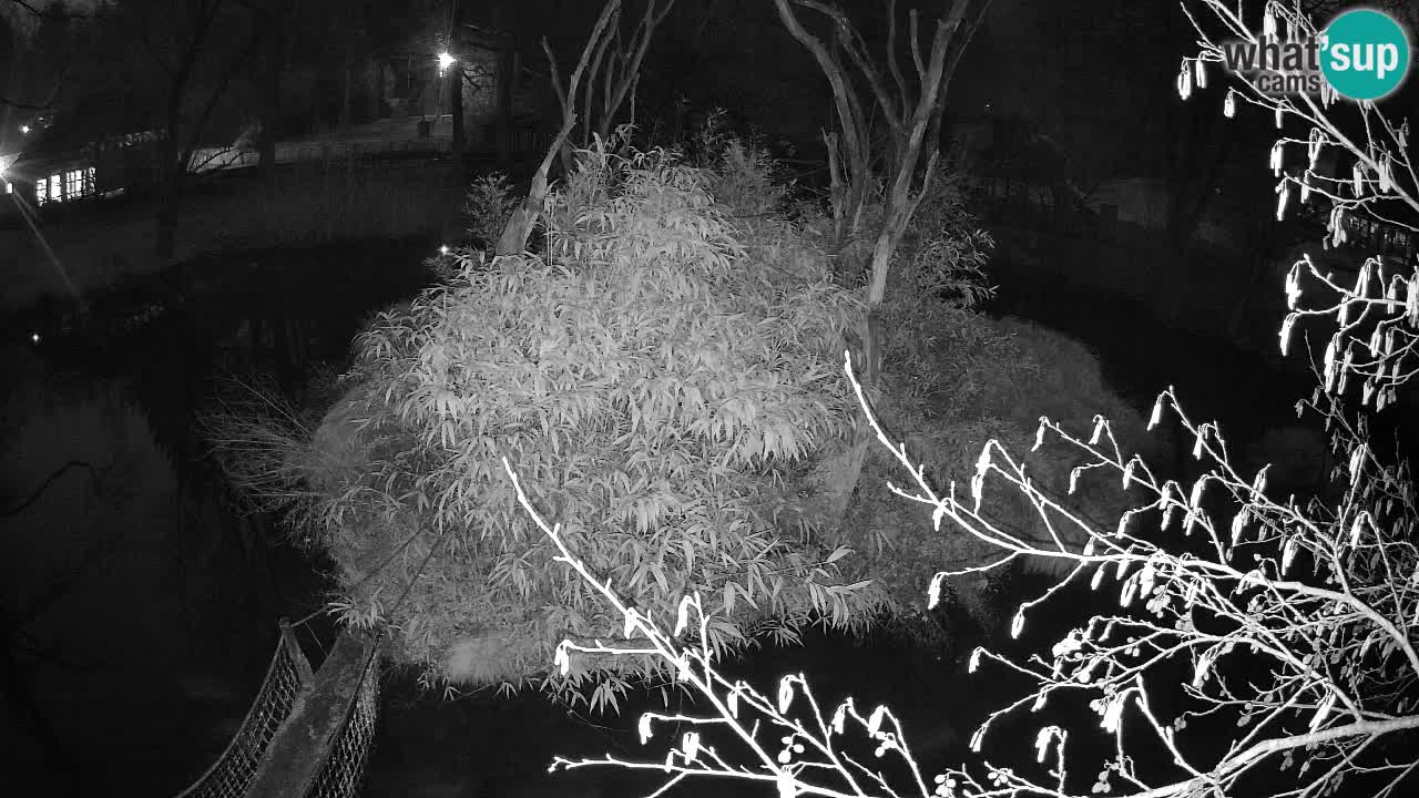 Südlicher Gelbwangen-Schopfgibbon Zoo Ljubljana webcam