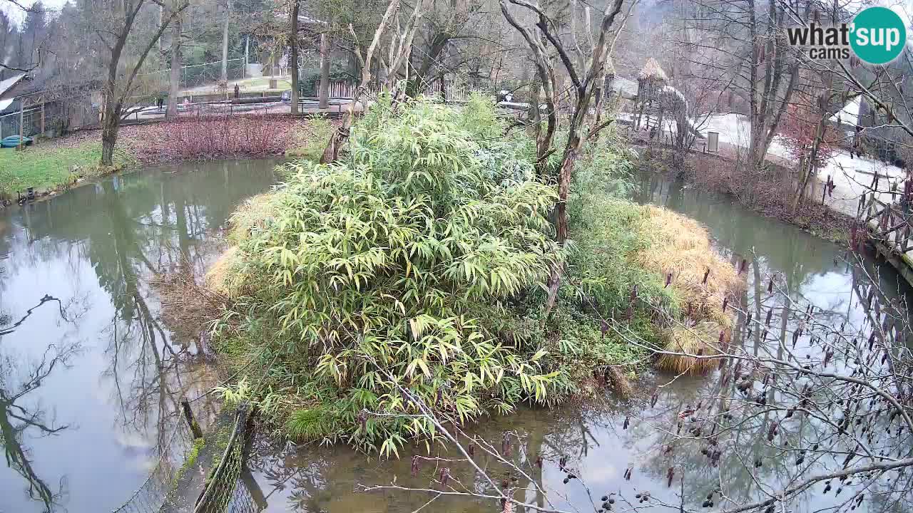 Gibbon à joues jaunes Zoo Ljubljana live cam