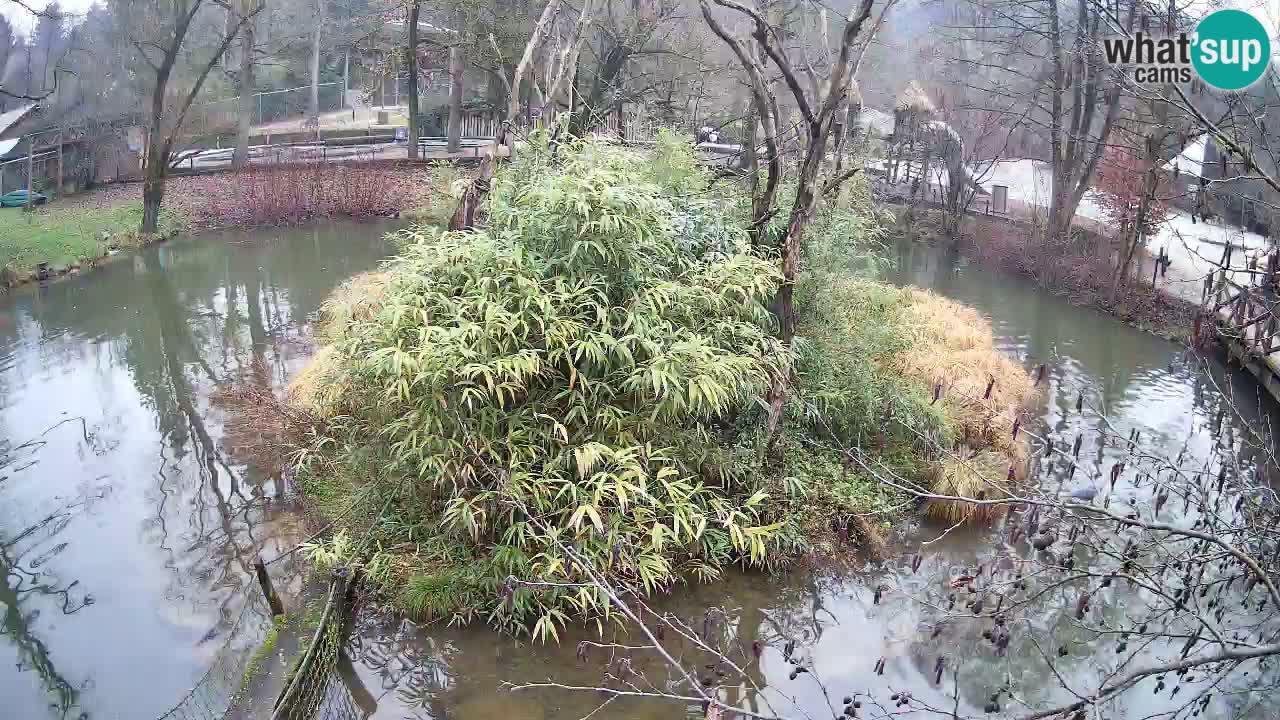 Yellow-cheeked gibbon Zoo Ljubljana livecam