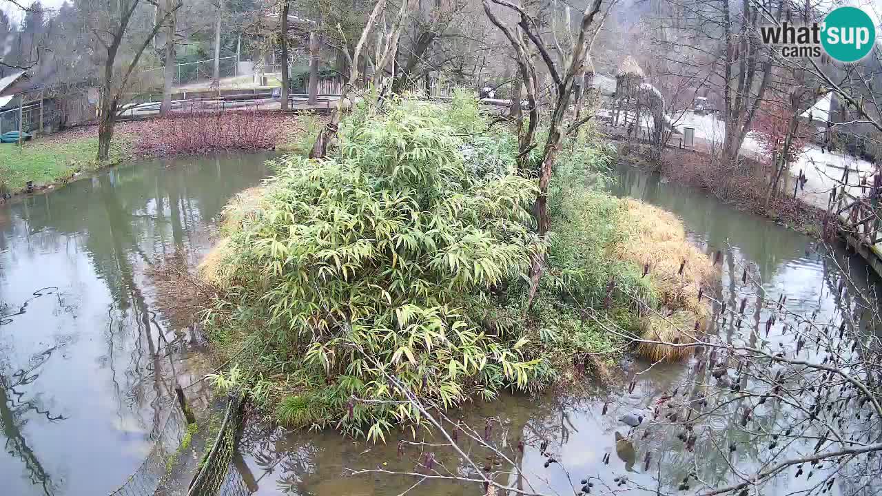 Zlatolični gibon živalski vrt Ljubljana