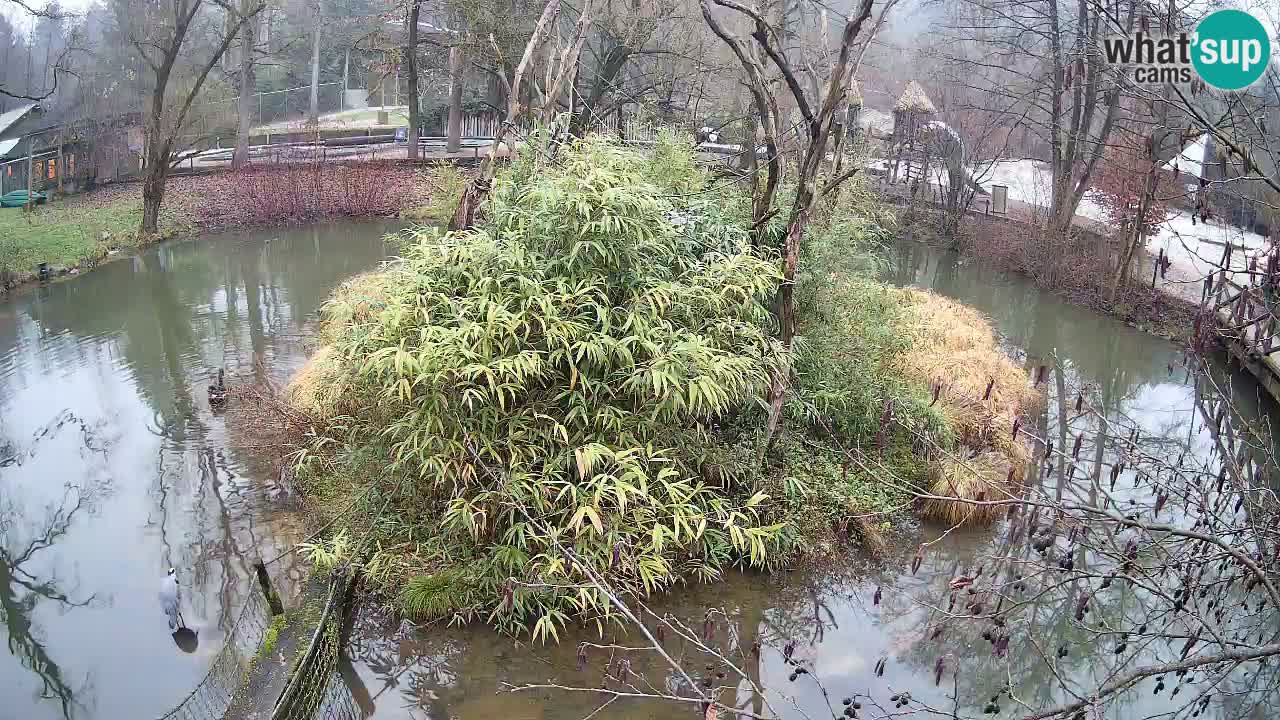 Gibon – Nomascus gabriellae – Zoo Ljubljana web kamera
