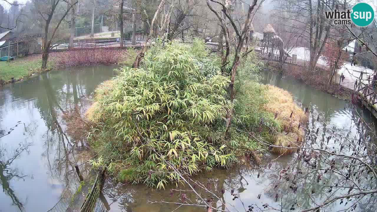 Südlicher Gelbwangen-Schopfgibbon Zoo Ljubljana webcam